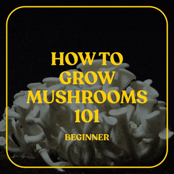 How to Grow Mushrooms [Beginner] with 14-day FREE TRIAL of DoubleBlind+ ($7.49 / month billed annually at $89.99 for first year afterwards (over 50% off!)
