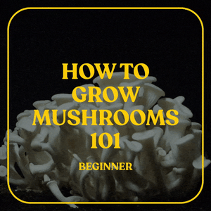 DB 101: How to Grow Mushrooms [Beginner]