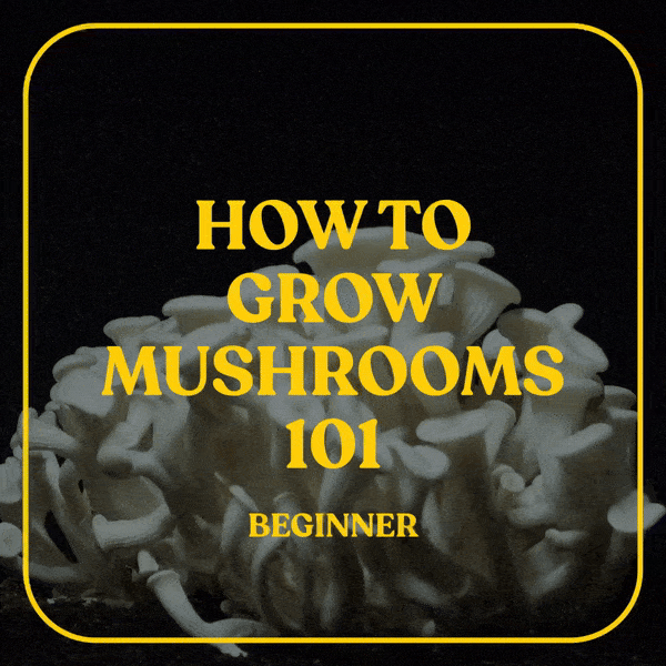 How to Grow Mushrooms (Beginner)