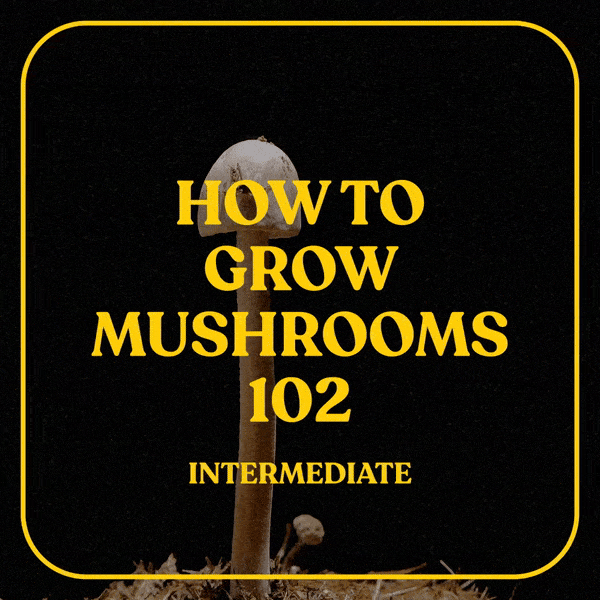 How to Grow Mushrooms (Intermediate)