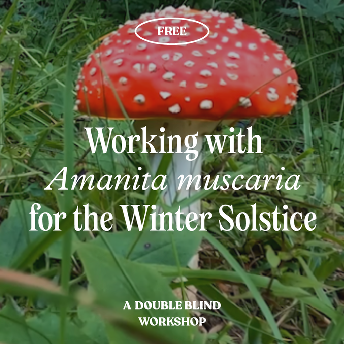 Working with Amanita muscaria for the Winter Solstice + 1-month FREE TRIAL of DoubleBlind+ ($19 / month afterwards, cancel anytime)