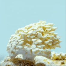 Cargar imagen en el visor de la galería, mushroom growth