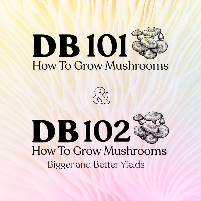 DB 101: Cómo cultivar hongos – Precio especial con paquete